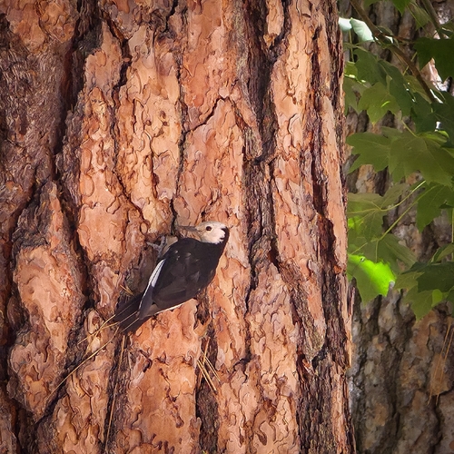 iNaturalist observation photo of White-headed Woodpecker