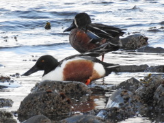 Spatula clypeata × cyanoptera