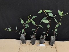 Eucalyptus incerata