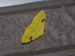 Opisthograptis punctilineata
