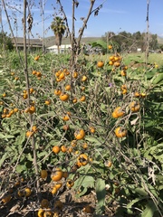Solanum elaeagnifolium
