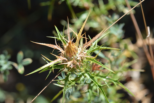 Carlina graeca, photograph 3