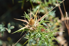 Carlina graeca, photograph (c) Pantazi Katerina, some rights reserved (CC BY)