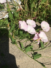 Convolvulus arvensis
