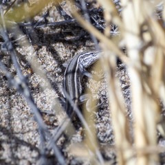 Liolaemus gracilis
