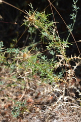 Carlina graeca, photograph (c) Pantazi Katerina, some rights reserved (CC BY)