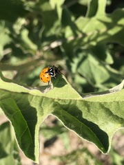 Hippodamia convergens