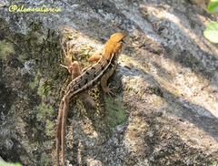 Sceloporus utiformis
