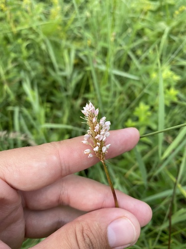 Bistorta carnea, photograph 3