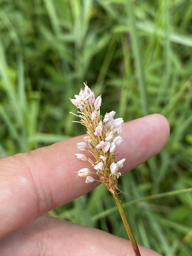 Bistorta carnea
