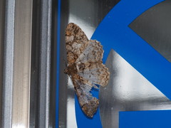 Alcis admissaria