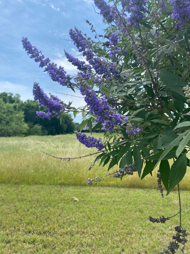 Featured image for “Lilac chaste tree”