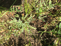 Lessingia germanorum