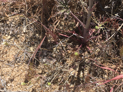 Delphinium parishii parishii