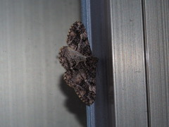 Alcis taiwanovariegata