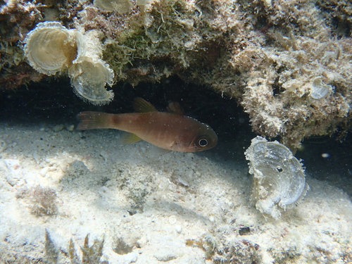 Nectamia fusca observed 2026-07-12