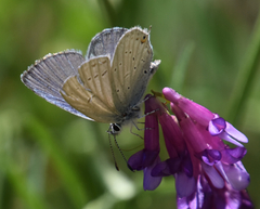 Cupido amyntula