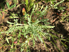 Lessingia germanorum