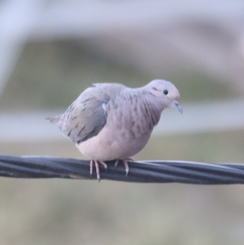 Eared Dove