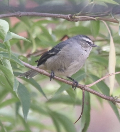 Cinereous Conebill