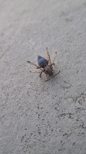 Mesocheira bicolor