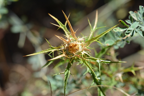 Carlina graeca, photograph 5
