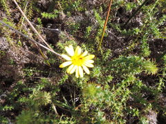 Cullumia setosa setosa