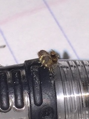 Neuroptera
