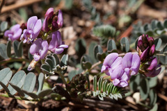 Astragalus cobrensis