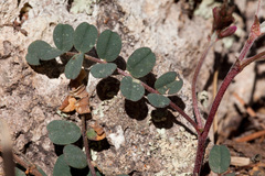 Astragalus cobrensis