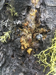 Dendroctonus