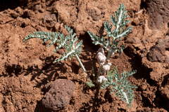 Vesper multinervatus