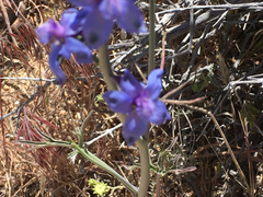 Delphinium parishii parishii