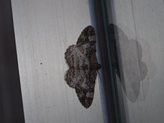 Alcis admissaria