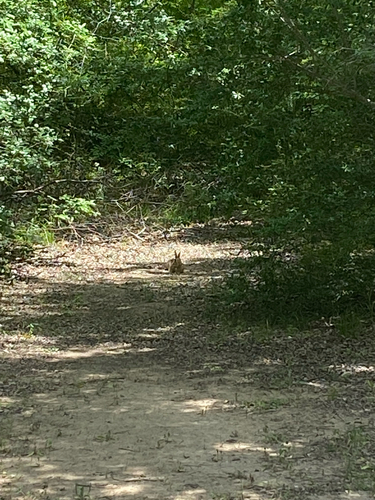 Featured image for “Eastern Cottontail”