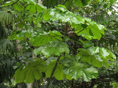 Cecropia membranacea
