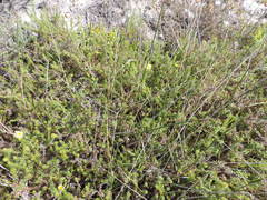Cullumia setosa setosa