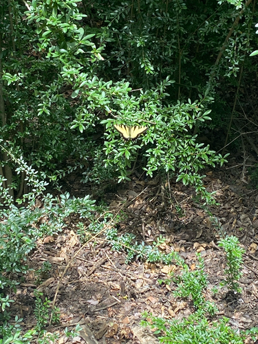 Featured image for “Eastern Tiger Swallowtail”