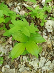 Polygonatum latifolium, photograph (c) Galyna Mykytynets, some rights reserved (CC BY)