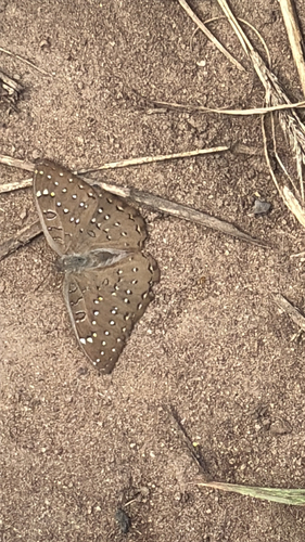 Guineafowl Butterfly