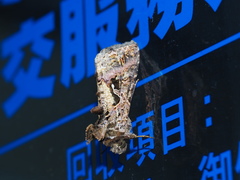 Ctenoplusia adiaphora