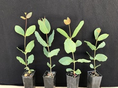 Eucalyptus pendens