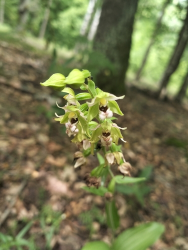 Broad-leaved helleborine