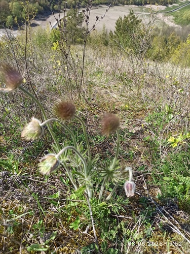 Pulsatilla pratensis