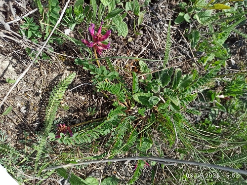 Astragalus monspessulanus, photograph 6