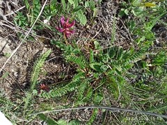 Astragalus monspessulanus, photograph (c) Galyna Mykytynets, some rights reserved (CC BY)