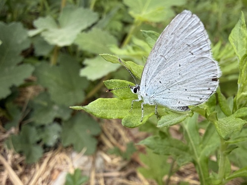 Holly Blue