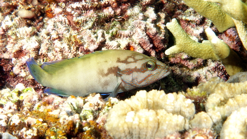 Cephalopholis microprion observed 2026-07-21