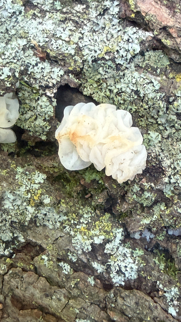 white jelly fungus · July 2026 · photo: Photo: (c) Jude Kesl, some rights reserved (CC BY) · iNaturalist