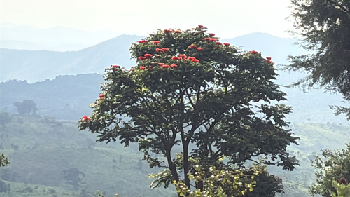 African tulip tree